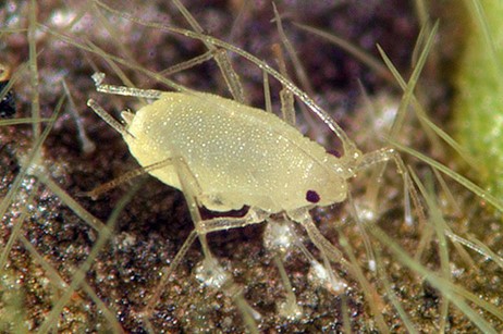 An Alkanet aphid, light yellow in colour, showing the distinctive cornicle tubes protruding from the abdomen.