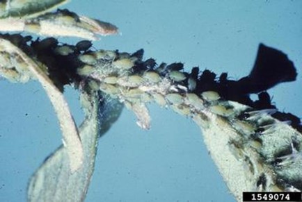 An infestation of many apple aphids, green in colour, on a plant stem
