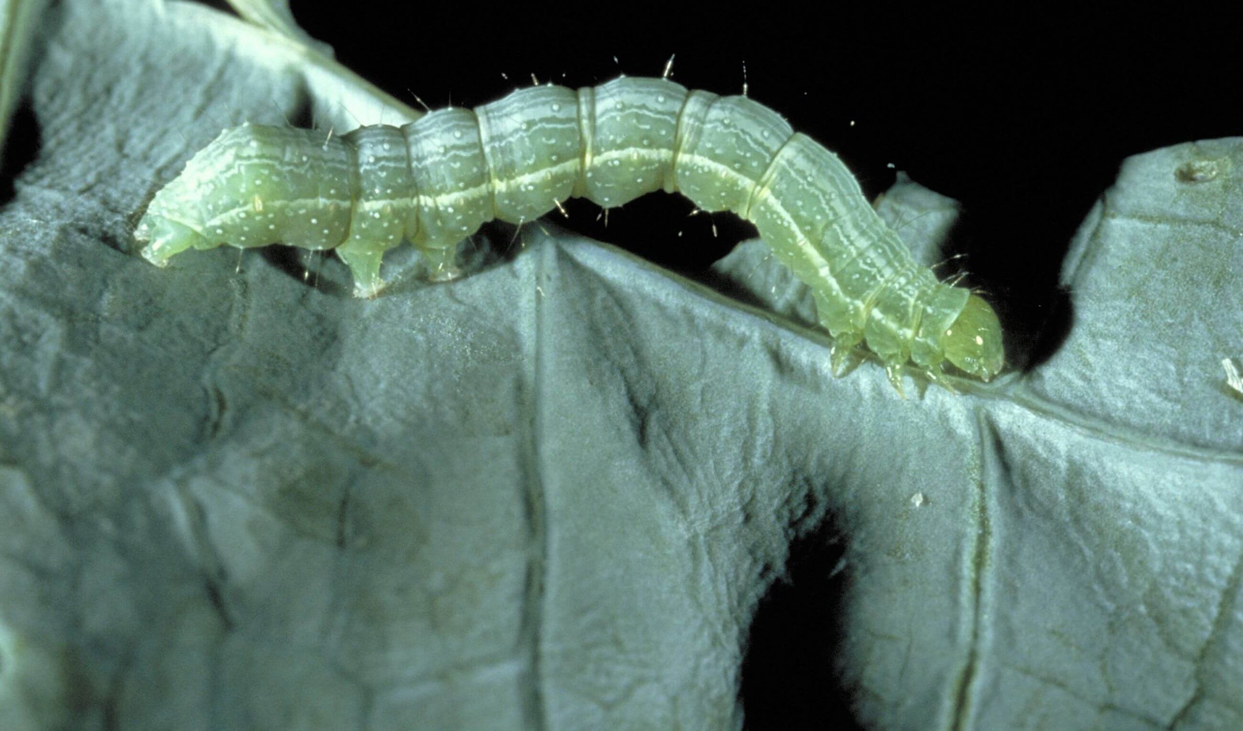 A close-up of a larva of the cabbage looper on a leaf