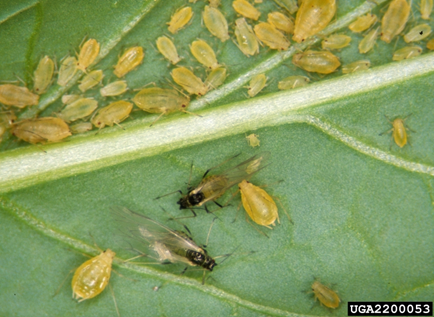 Green peach aphids, light yellow in colour, collecting at the stem of leaf