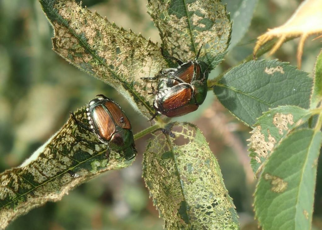 Three adults of japanese beetle on a rose leaf damaged by their feeding 