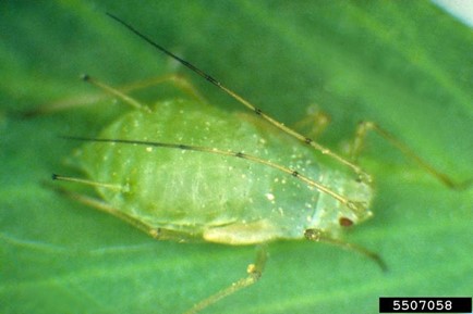 A pea aphid, green in colour, with long yellow and black tipped antennae
