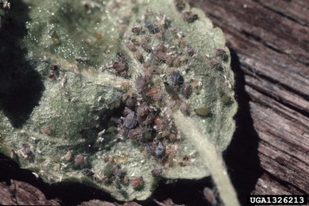 Dark brown rosy apple aphids on the lower part of a leaf