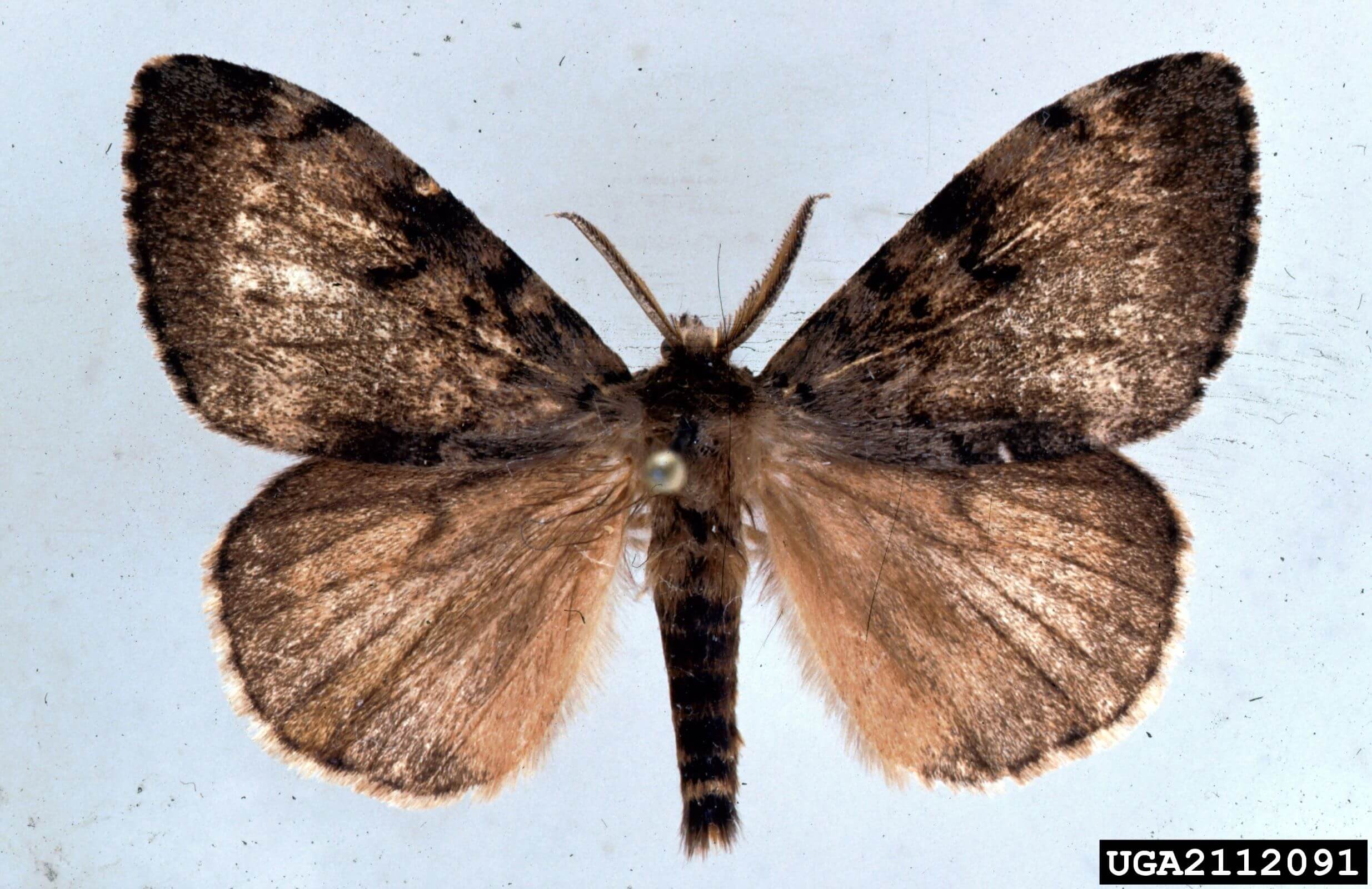 An adult male of the gypsy moth pinned on a board