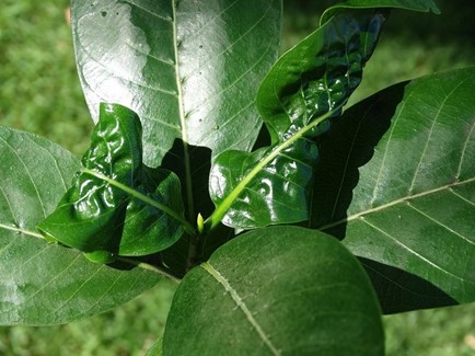 Leaves of a plant which show deformed curling from an aphid infestation