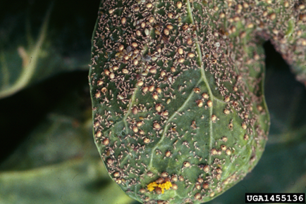 A green leaf with the light coloured cabbage aphids