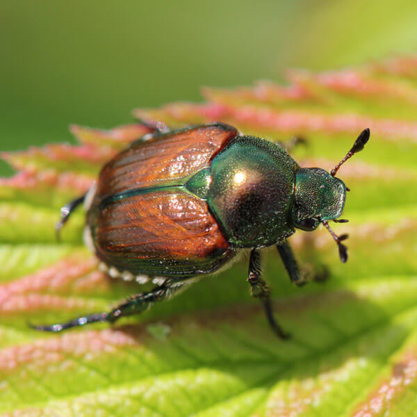 A close-up of an adult of the japanese beetle on a leaf