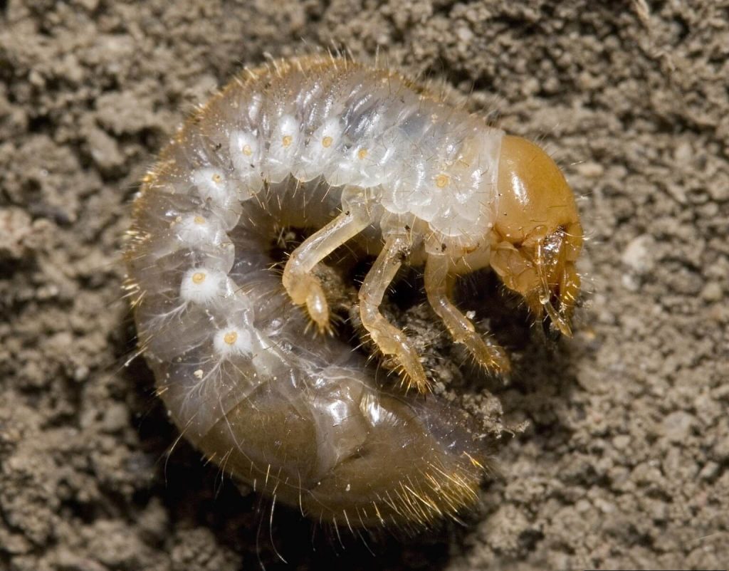 A close-up of a larva of japanese beetle curled in a "C" shape in soil