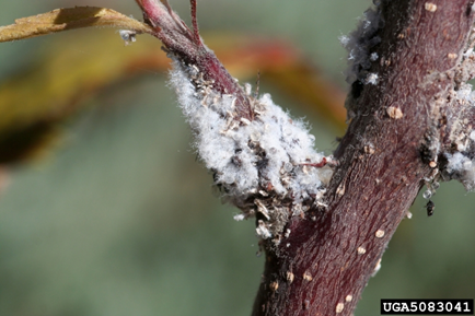 An infestation of woolly apple aphids on a brown plant branch showing the distinctive fluffy wooliness from their presence