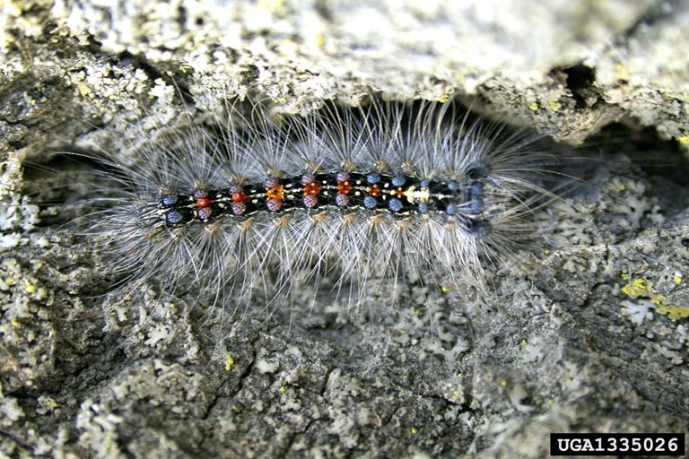 A full-length image of an Asian spongy moth (Lymantria dispar asiatica) larva, observed on the side of a tree.