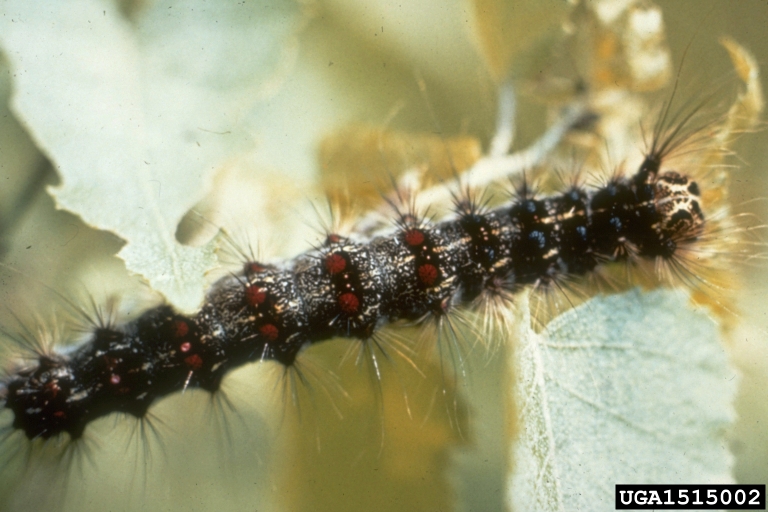 A close-up image of a Gypsy Spongy moth caterpillar showing red two red spots on the lower half of the spine feeding on the leaf of an unidentified plant.