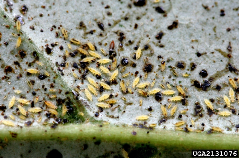 A cluster of small yellow greenhouse thrips feeding on a leaf.