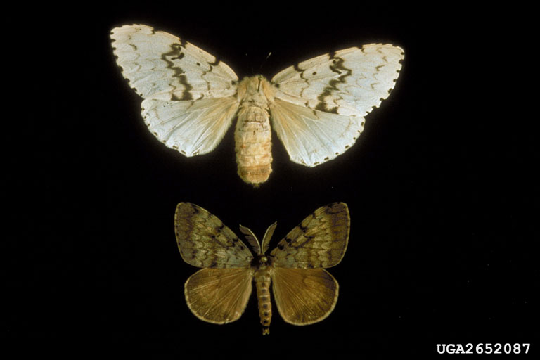 Images of Spongy moth adult. An adult female (upper) showing the mainly light colours with brown markings and male (lower) showing mostly brown in colour with dark brown patterning.
