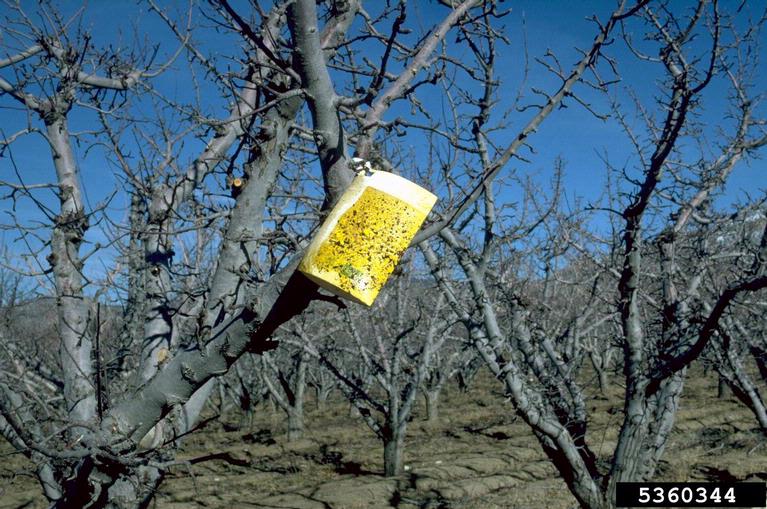 Image of a brightly coloured sticky trap on an apple tree, used to monitor pests.