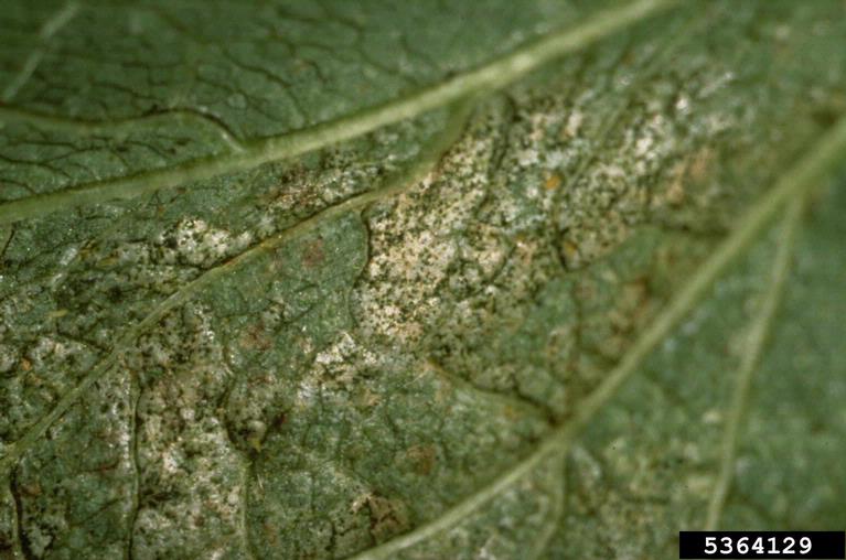 Damage on a bean leaf caused by thrips shows scarring and a scaly appearance.
