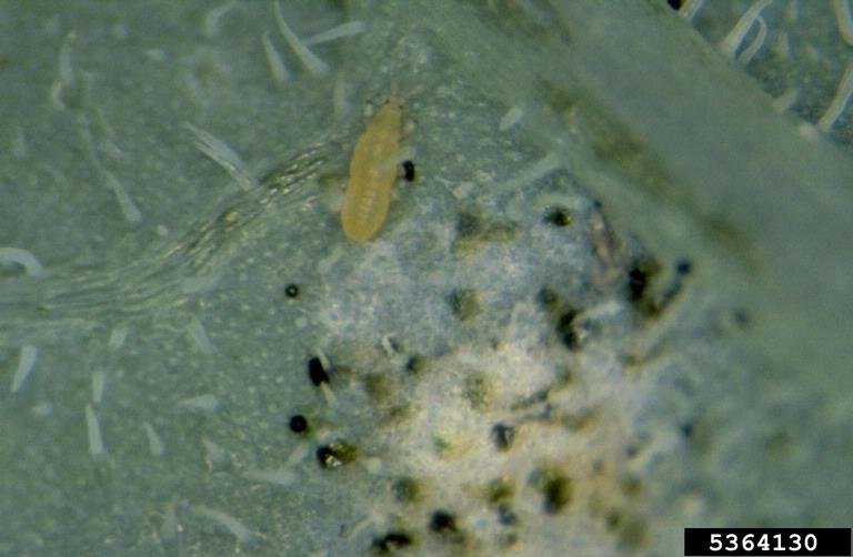An onion thrip is shown in the image causing damage to a leaf