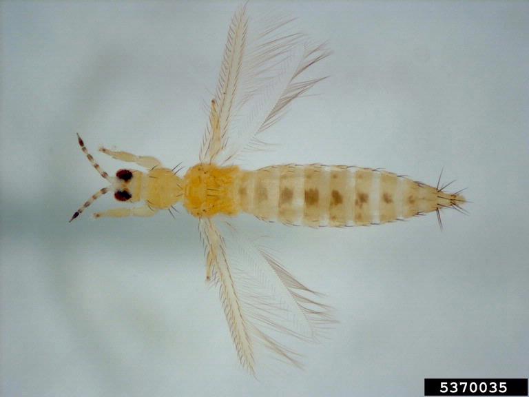 Image of a fully intact adult Western flower thrips