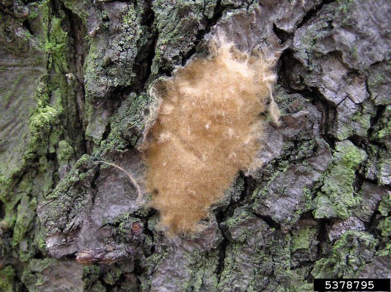 A close-up shot the 'spongy' egg mass from a Spongy moth, attached to a tree.