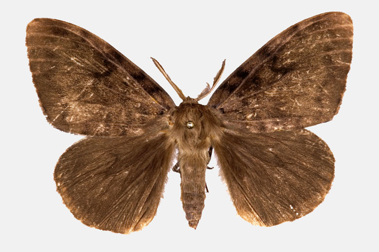 A male adult Japanese spongy moth brown in colour with small darker markings (Lymantria dispar japonica)