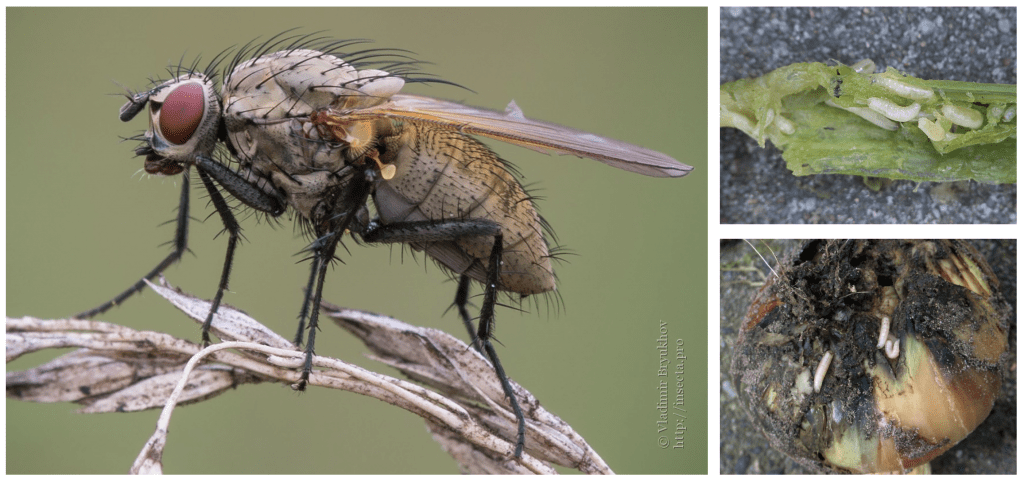A collage of photos including a close up of onion maggot fly, larval damage on a leek, and larval damage on yellow onion.