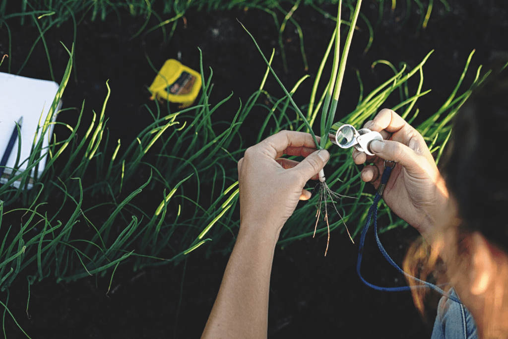 A person in a green onion field using a hand lens to inspect a green onion for pests.