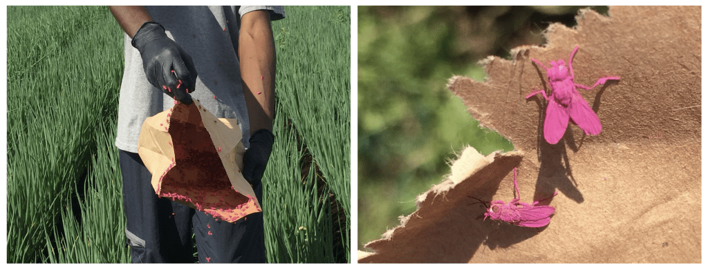Pink sterile flies being released in an onion field, and close-up of sterile flies covered with pink pigment.