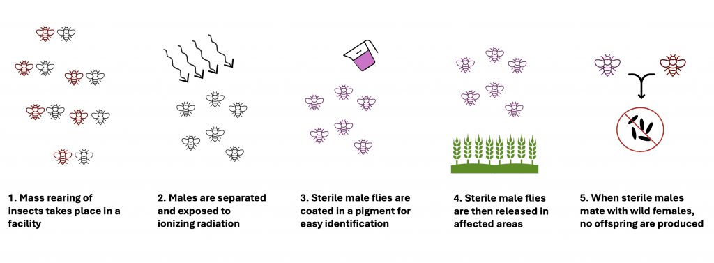 Diagram of the five steps involved in applying sterile insect technique against a pest problem