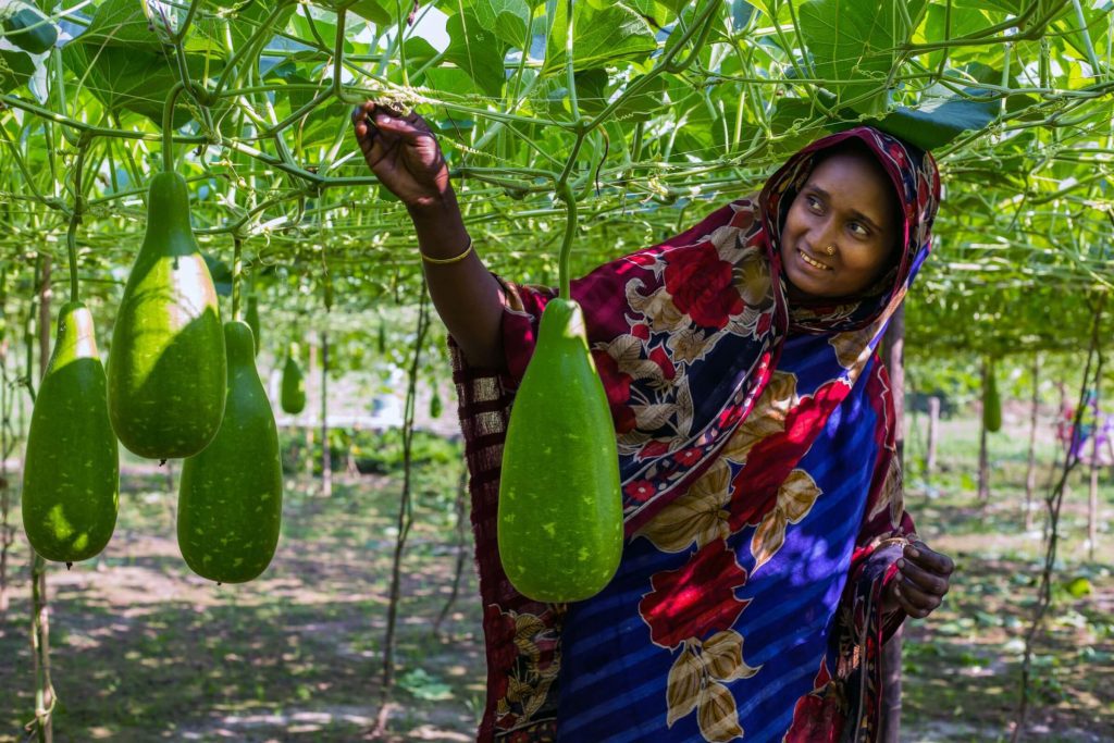 A Bengali woman in a field for bottle gourds touching their stems