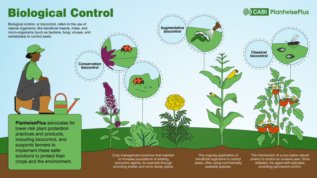 A diagram showing the three main types of biological control, showing how they work in a practical sense. Conservation and classical biocontrol show bugs eating pest bugs, and augmentative shows a pest being sprayed.