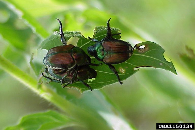 Adult Japanese beetles feeding and mating on a primrose leaf.