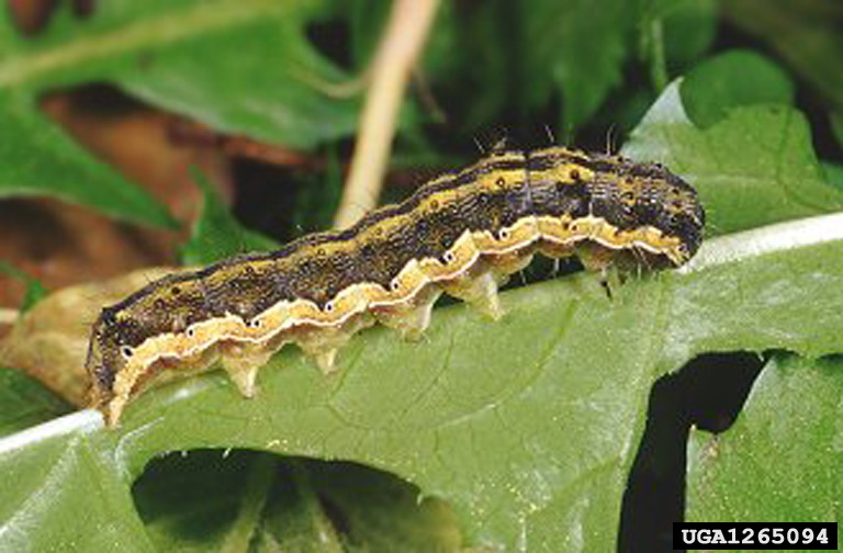 A larva of the cotton bollworm (Helicoverpa armigera) feeding on a leaf.