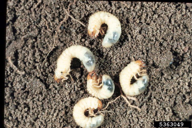 Five white grub larvae in the soil.