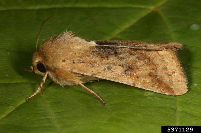 An adult cotton bollworm (Helicoverpa armigera) on a leaf.