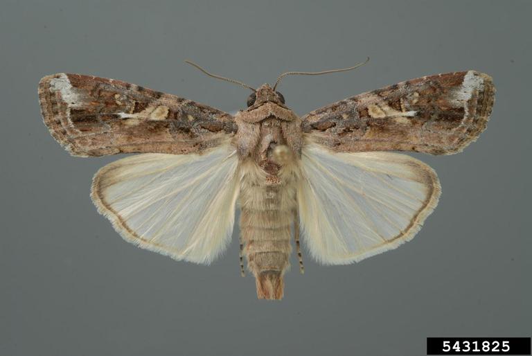 A close up image of a male adult fall armyworm