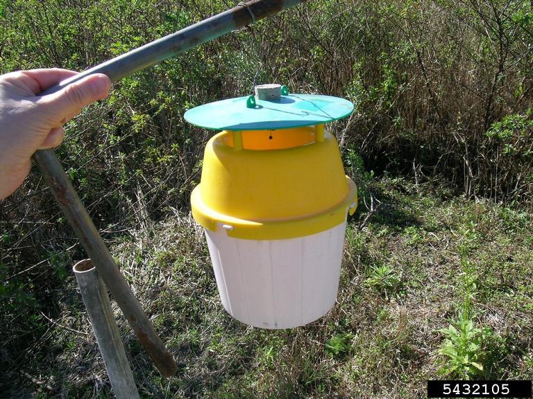 A field trap used to capture fall armyworms before they can damage crops.