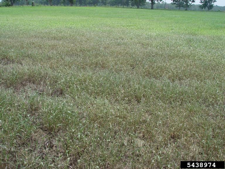 Image shows grass damaged by fall armyworms, signs of damage include brown patches.