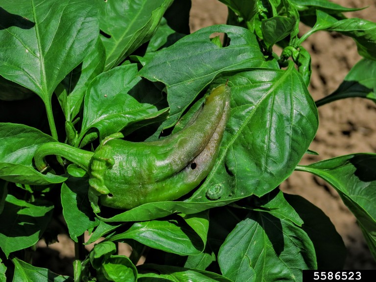 A cotton bollworm spotted on a tobacco leaf