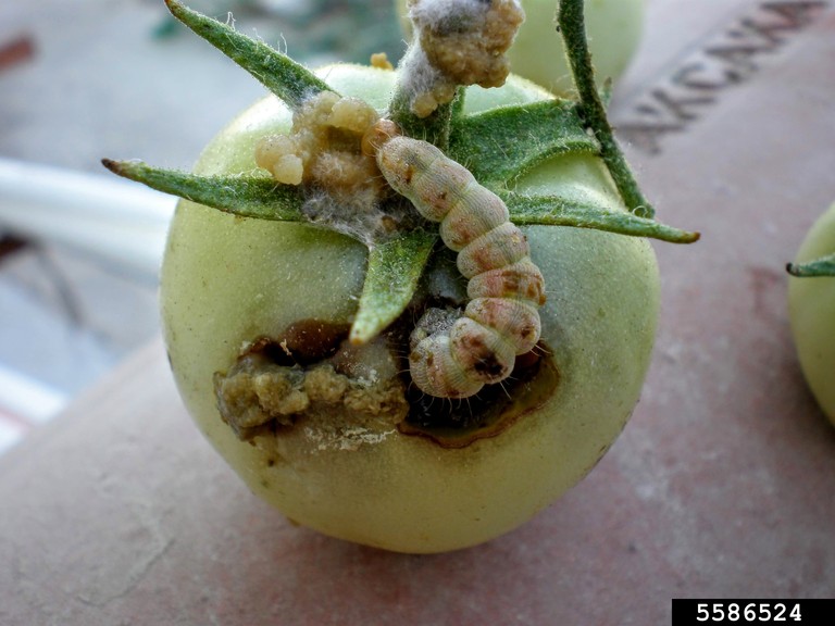 A cotton bollworm larva feeding on a young, unripe tomato plant.