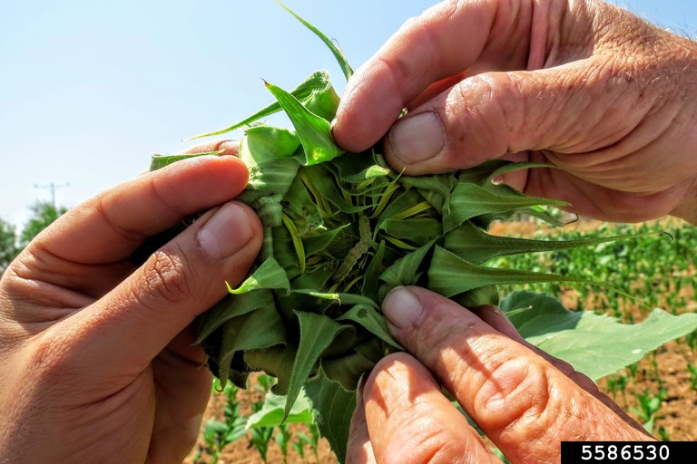 A cotton bollworm found among the leaves of a plant.