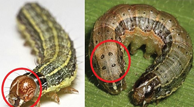 Both images illustrate how to identify a fall armyworm. The left image shows the 'Y', the right image highlights the four dots.