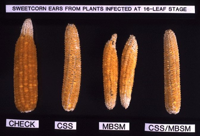 Image of various sweetcorn ears, damaged by the corn leafhopper