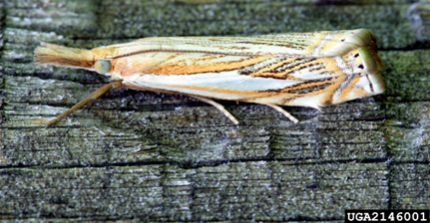 An adult sod webworm moth