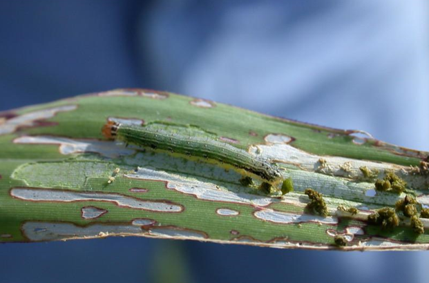 A close-up image of a fall armyworm causing damage to a leaf by feeding on the green tissue, resulting in a windowpane effect.