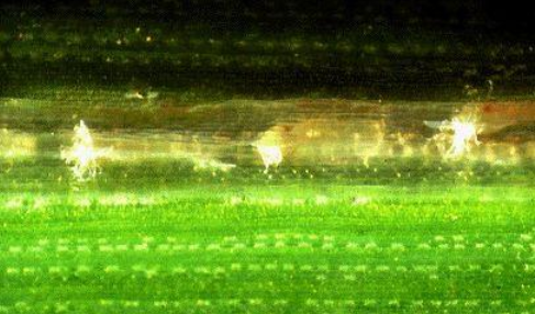 A close-up image of corn leafhopper eggs, taken with a microscopic camera.