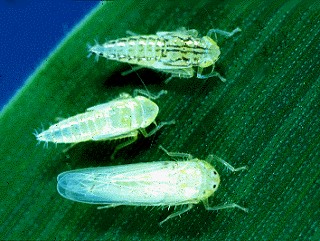 A close up image of three corn leafhoppers: an adult at the bottom and two nymphs at the top