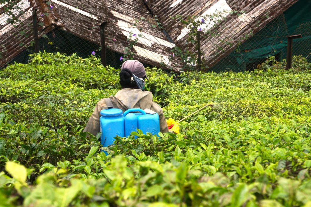 A farmer in the middle of a tea field spraying a product with a knapsack sprayer on their back