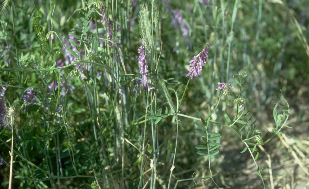 A close-up of a vetch plant that can be used as a cover crop