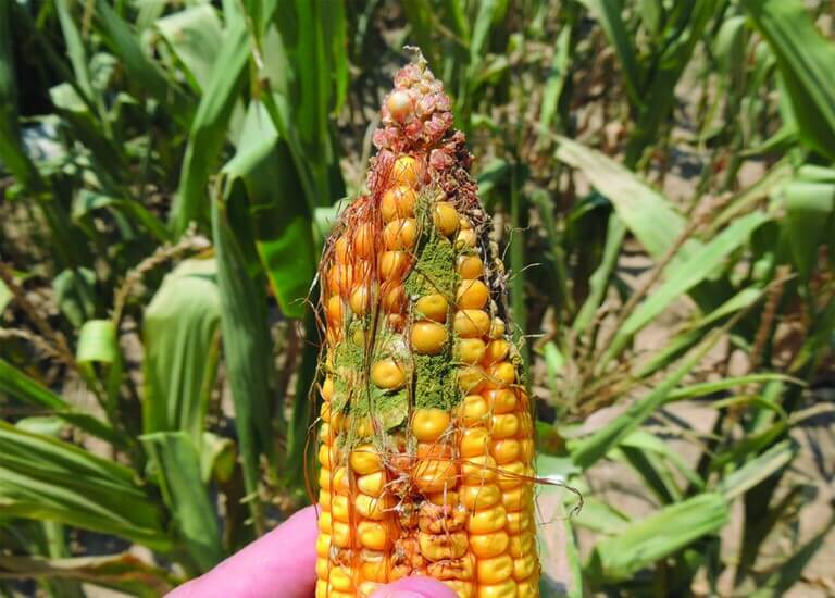 An ear of maize covered with green rot