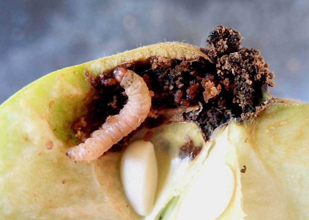 A close up of a codling moth larva eating an apple