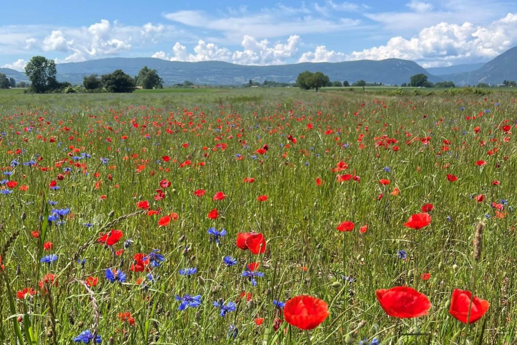 A wildflower strip including field poppy and cornwheat flowers bordering a wheat field